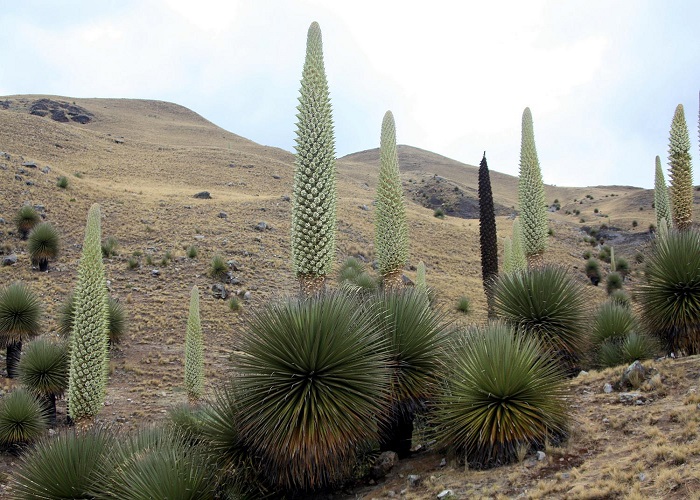 Puya RAIMONDII или Пуйя Раймонда