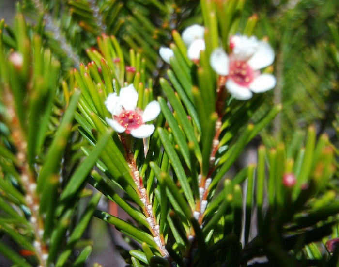 Sannantha LERATII или Саннанта Лерата