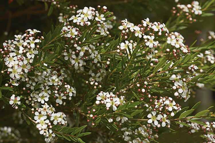 Sannantha VIRGATA или Саннанта Виргата