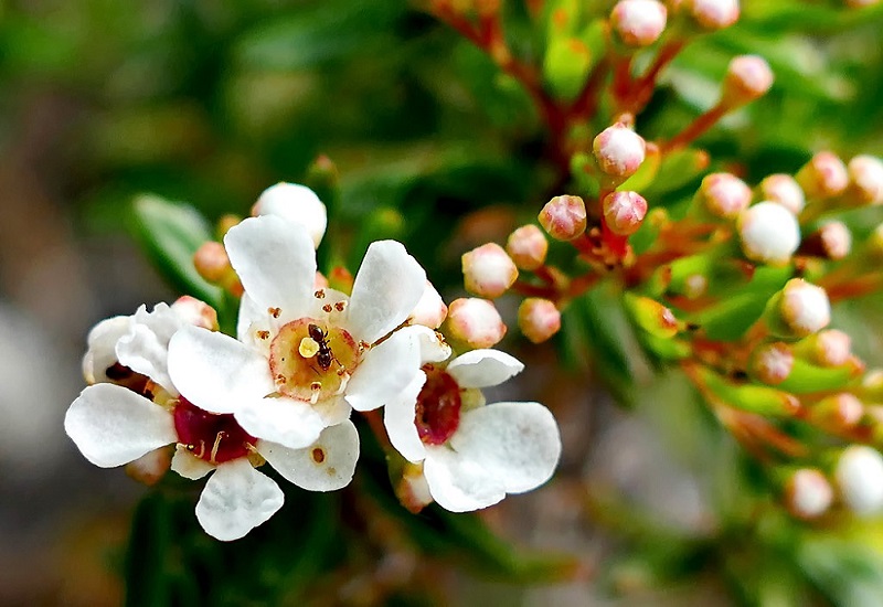 Sannantha VIRGATA или Саннанта Виргата