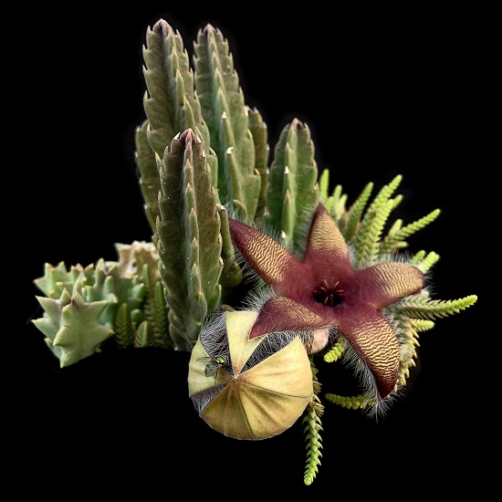 Stapelia GETTLIFFEI или Стапелия Геттлиффа