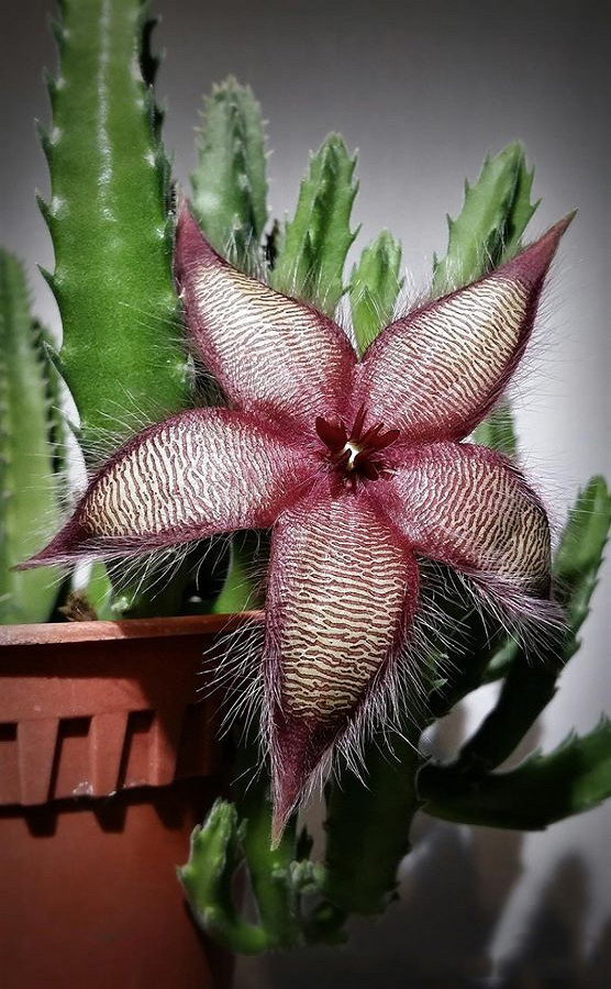 Stapelia GETTLIFFEI или Стапелия Геттлиффа