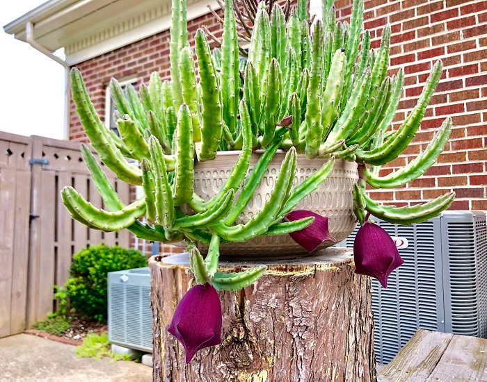 Stapelia LEENDERTZIAE или Стапелия Леендерца