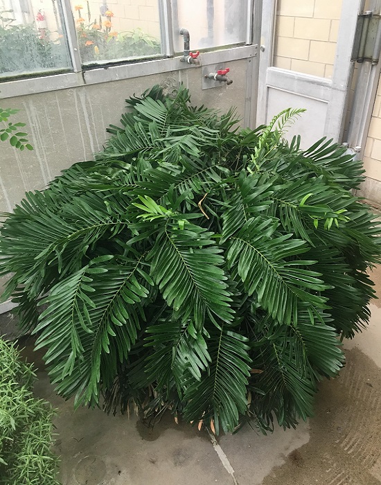 Zamia FLORIDANA или Замия Флоридская