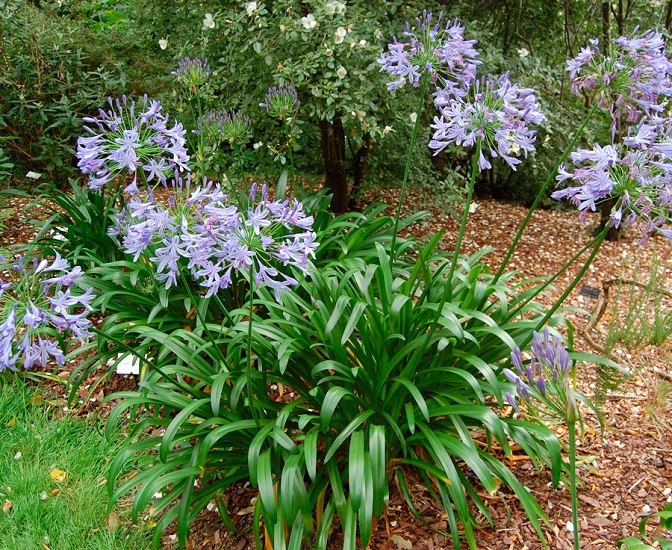 Agapanthus UMBELLATUS или Агапантус Зонтичный