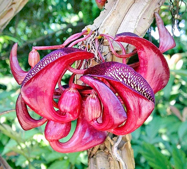 Aristolochia LEUCONEURA или Аристолохия Беложильчатая