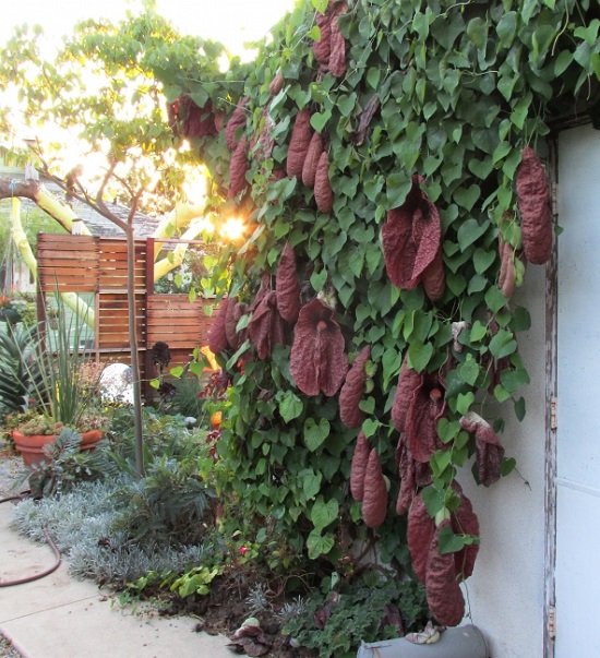 Aristolochia GIGANTEA или Аристолохия Гигантская