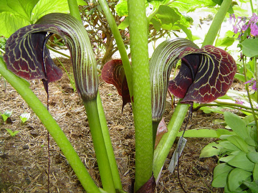 Arisaema GRIFFITHII или Аризема Гриффита