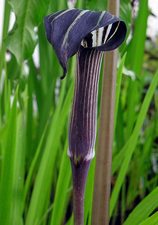 Arisaema CONCINNUM или Аризема Изящная