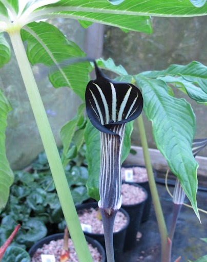 Arisaema COSTATUM или Аризема Ребристая