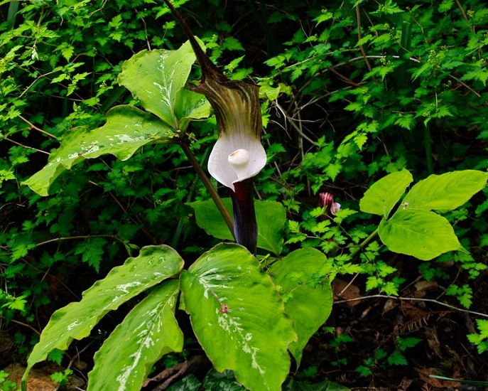 Arisaema SIKOKIANUM или Аризема Сикокская