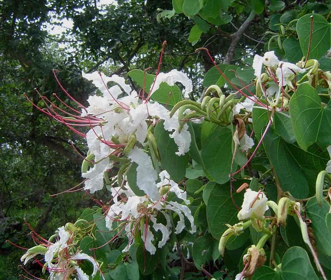 Bauhinia BOWKERI или Баухиния Бовкера