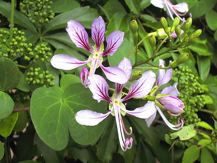 Bauhinia YUNNANENSIS или Баухиния Юннаньская