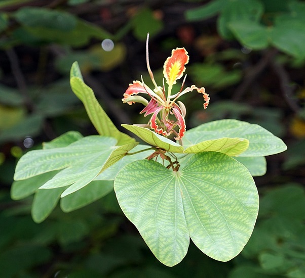 Bauhinia POTTSII или Баухиния Поттса