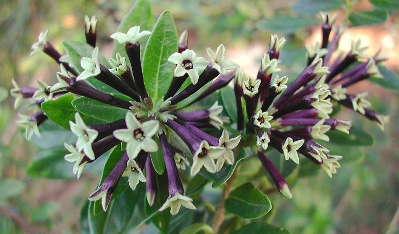 Cestrum BUXIFOLIUM BLACK BEAUTY или Цеструм Самшитолистный