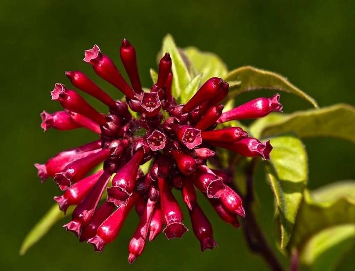 Cestrum FASCICULATUM или Цеструм Пучковатый