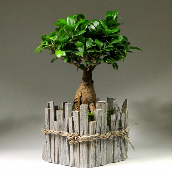 Ficus MICROCARPA или Фикус Микрокарпа