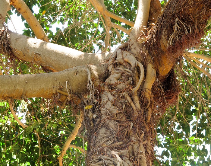 Ficus OBLIQUA или Фикус Обманчивый