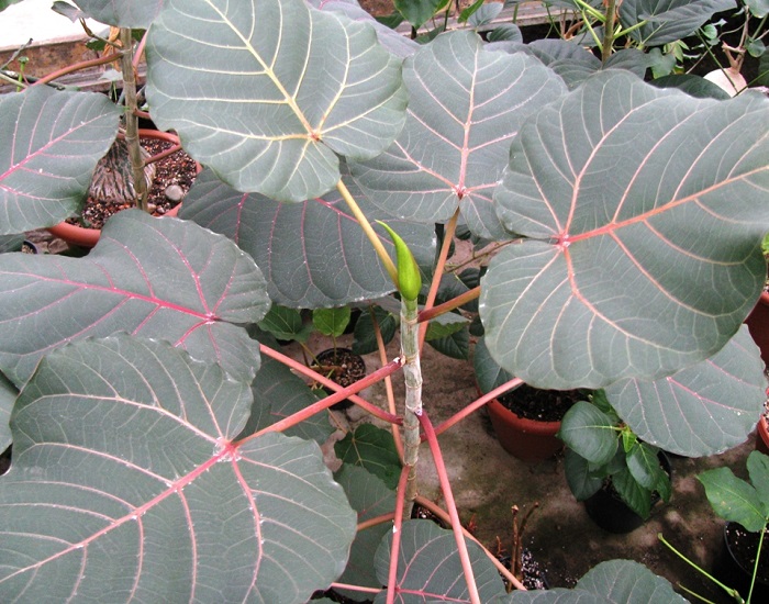 Ficus PETIOLARIS или Фикус Петиоларис