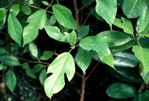 Ficus EXASPERATA или Фикус Раздраженный