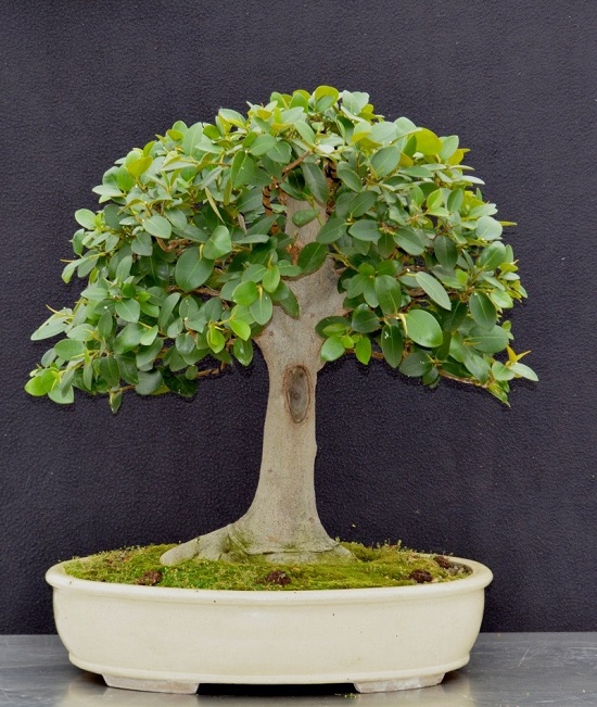 Ficus RUBIGINOSA или Фикус Рубигиноза