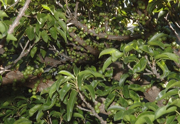Ficus TREMULA или Фикус Тремула