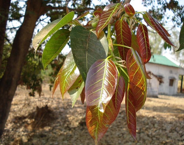 Ficus VIRENS или Фикус Зеленеющий