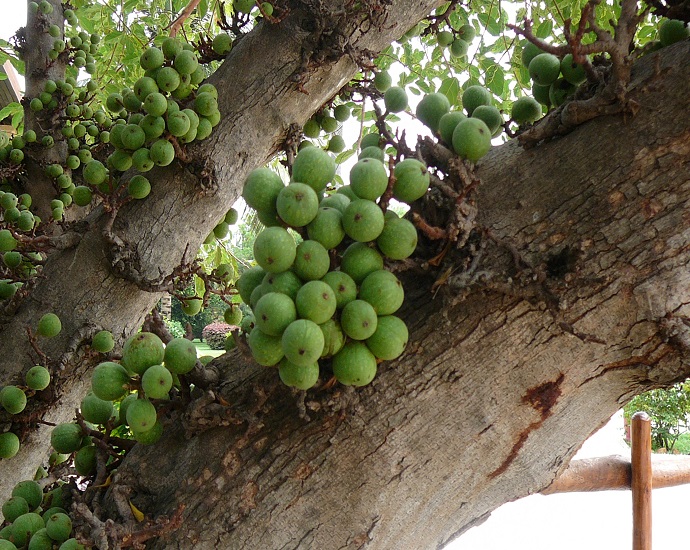 Ficus LUTEA или Фикус Желтый