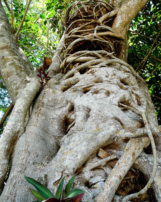 Ficus AUREA или Фикус Золотистый