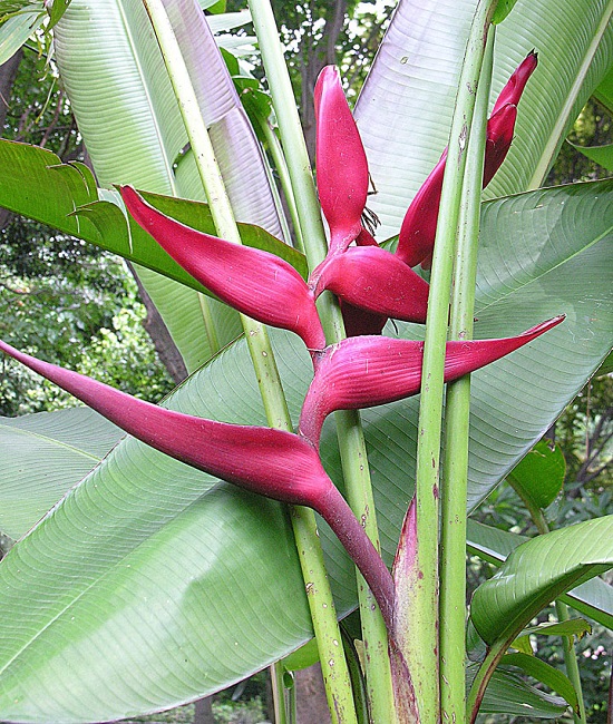 Heliconia BOURGAEANA или Геликония Бургеана/>Геликонии - это крупные многолетние травянистые растения, по облику напоминающие бананы. Они имеют крупные корневища, укороченные надземные стебли с крупными листьями, влагалища которых образуют ложные стебли. Листья внешне похожи на листья бананов. Они могут достигать у высокорослых видов в длину 3м и в ширину 1 м. Так же как и у бананов они несколько ассиметричны из-за развития в тесной полости ложного стебля и имеют такое же жилкование. Отличает геликонии от бананов двурядное расположение листьев. Геликонии растут быстро и зацветают обычно на второй год. Стебель, оставшийся укороченным в вегетативной фазе, при переходе к цветению быстро растет внутри ложного стебля, вынося наверх соцветие, которое у одних видов стоит вертикально, а у других принимает горизонтальное положением или повисает вниз. Ось соцветия несет двурядно расположенные боковые соцветия типа завитка, заключенные в крупные ладьевидные заостренные на вершине кроющие листья. Они чаще всего необычайно яркой окраски – желтые, оранжевые, розовые, красные. Иногда у края их цвет переходит в другой, контрастный. У низкорослых видов соцветие бывает длиной около 10-30см и несет всего 4-5 кроющих листьев. Крупные виды нередко имеют соцветия длиной 1-1,5м. <br /><br /> За необычную форму цветков некоторые геликонии местные жители называют «клешнёй омара», а за пестроту расцветки — «попугайным цветком». В них смешались различные оттенки красного, оранжевого, жёлтого, реже белого цветов. Интересно, что у некоторых геликоний семена — своего рода хамелеоны: они первоначально оранжевого цвета, а позднее становятся синими. Путешественники, описывающие влажный тропический лес Южной или Центральной Америки, часто упоминают о висящих над головой гирляндах блестящих пурпурных цветков, похожих на покрытые кровью клинки. <br /><br /> Геликонии – довольно требовательные в уходе растения. Лучше всего они будут развиваться при создании условий, максимально приближенных к природным. Добиться этого проще всего в специальной домашней оранжерее. Необходимо следить за тем, чтобы температура воздуха не опускалась ниже 18°С, и постоянно поддерживать высокую влажность воздуха (не ниже 75%). <br /><br /> <span style=