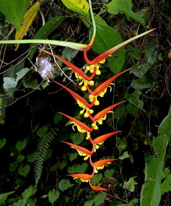 Heliconia DIELSIANA или Геликония Делсиана