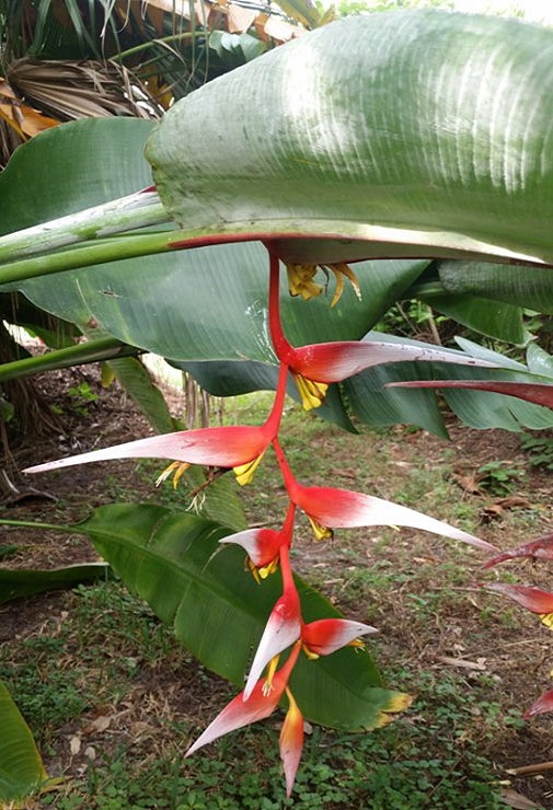 Heliconia COLLINSIANA или Геликония Коллинза