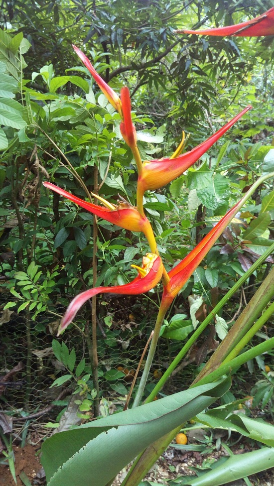 Heliconia MONTEVERDENSIS или Геликония Монтеверденсис