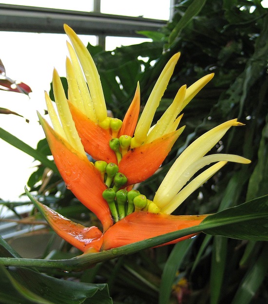 Heliconia AURANTIACA или Геликония Оранжевая