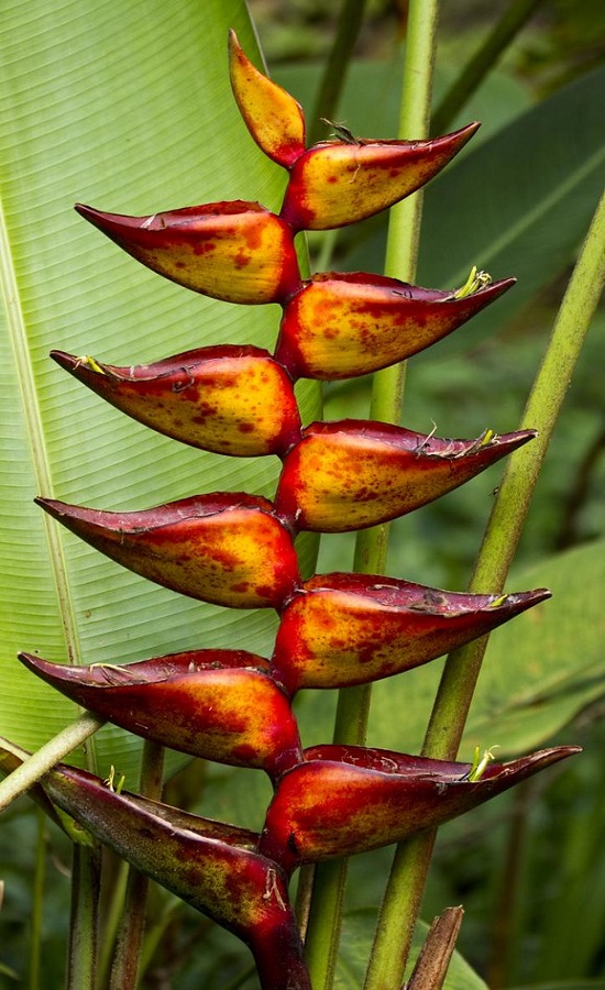 Heliconia CHAMPNEIANA SPLASH или Геликония Шампниана