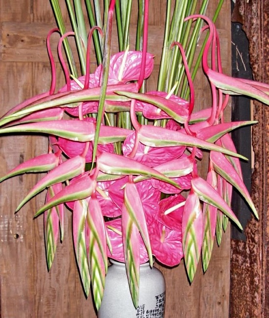 Heliconia CHARTACEA SEXY PINK или Геликония Шартакея