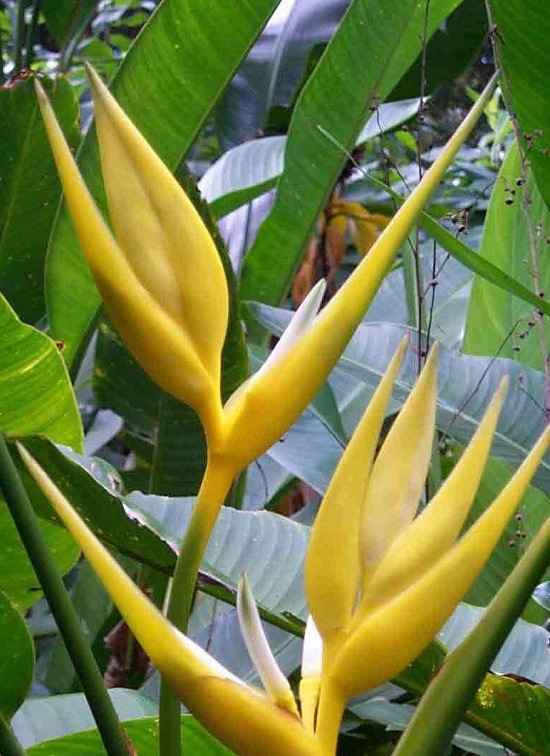 Heliconia ANGUSTA Yellow Christmas или Геликония Узкая