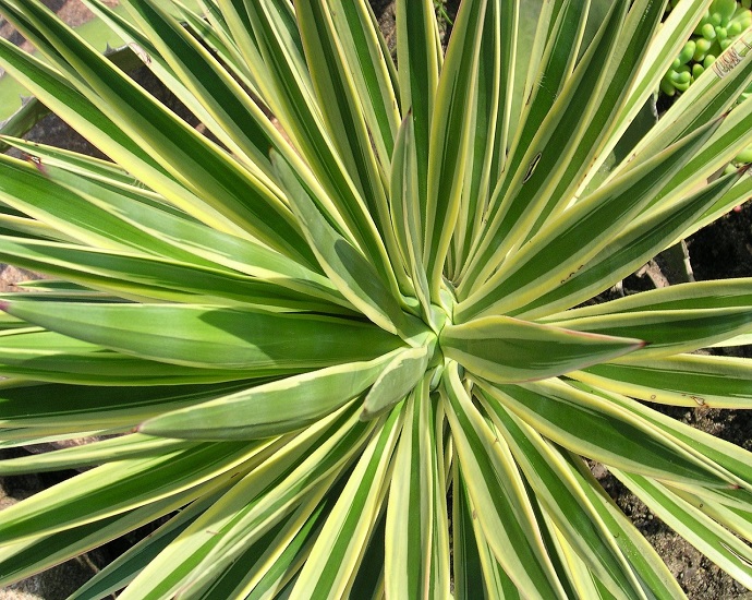 Yucca ALOIFOLIA VARIEGATA или Юкка Алоэлистная Вариегатная