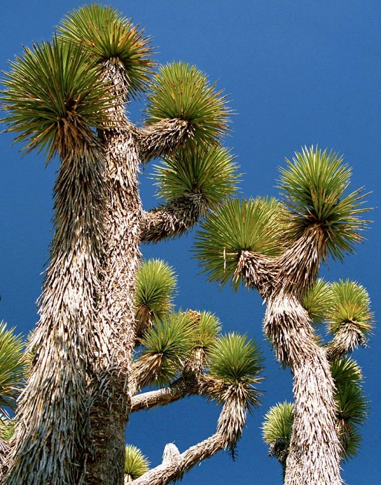 Yucca BREVIFOLIA или Юкка Коротколистная