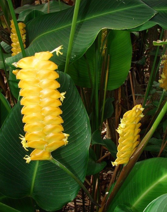 Calathea CROTALIFERA или Калатея Кроталифера