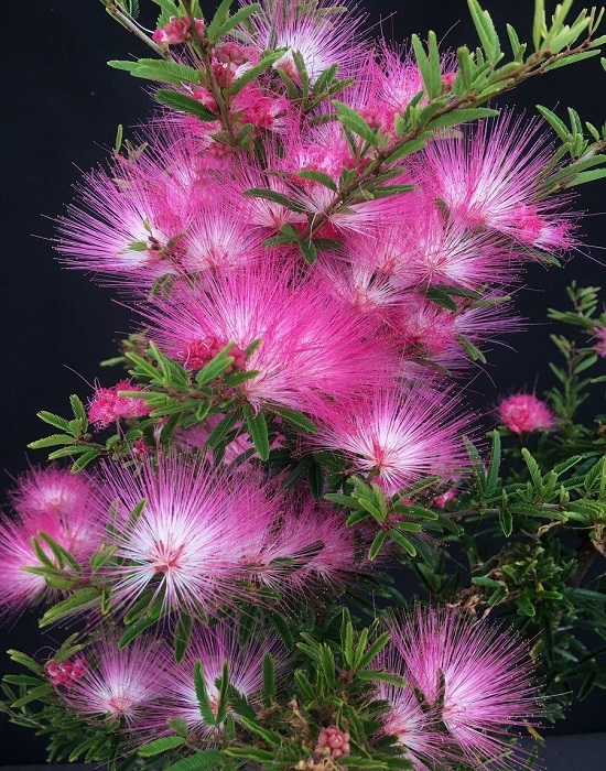 Calliandra BREVIPES или Каллиандра Коротконожковая