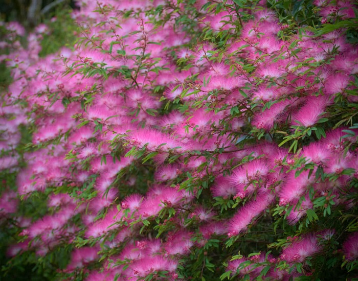 Calliandra BREVIPES или Каллиандра Коротконожковая