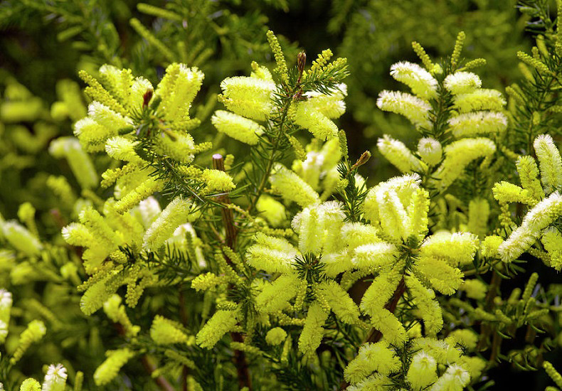 Callistemon PALLIDUS или Каллистемон Бледный