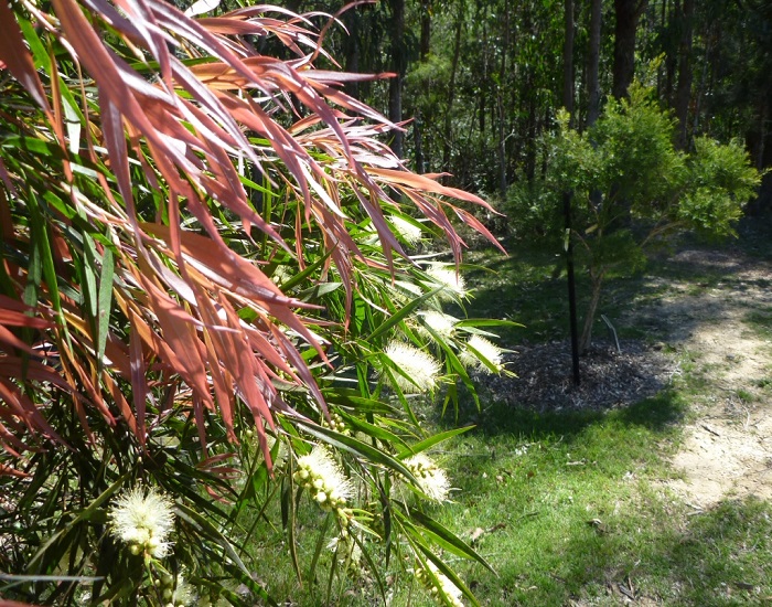 Callistemon SALIGNUS или Каллистемон Иволистный