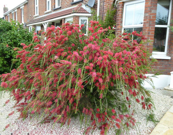 Callistemon SUBULATUS или Каллистемон Шиловидный