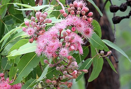 Corymbia PTYCHOCARPA или Коримбия Болотная