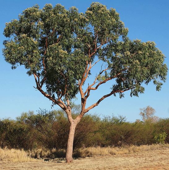 Corymbia CALOPHYLLA или Коримбия Красиволистная