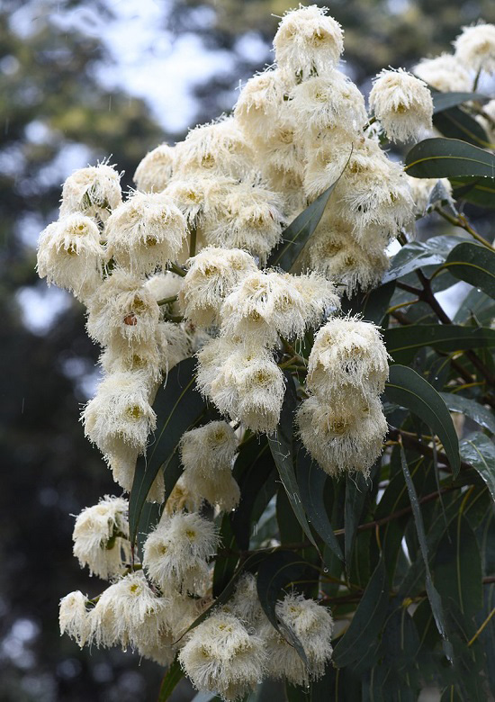 Corymbia EXIMIA или Коримбия Превосходная