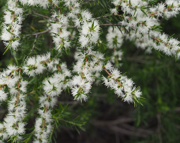 Melaleuca BRACTEATA или Мелалеука Брактеата