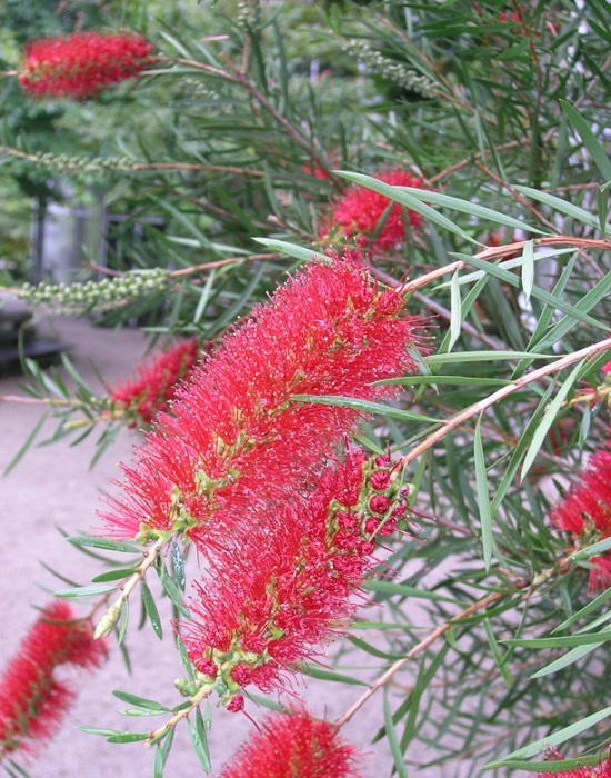 Melaleuca GLAUCA или Мелалеука Сизая